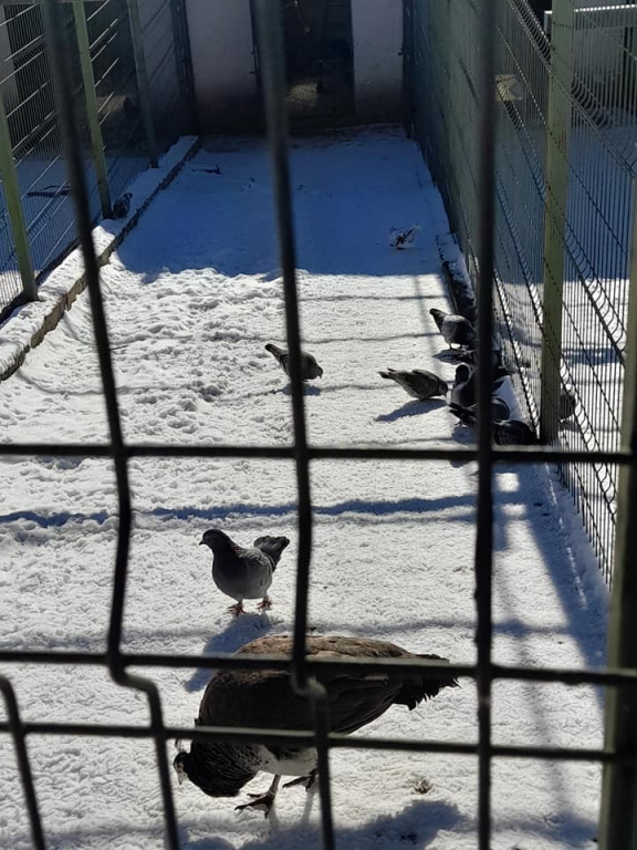 GALERIE FOTO - Animăluțele-vedetă de la Mănăstirea Hadâmbu