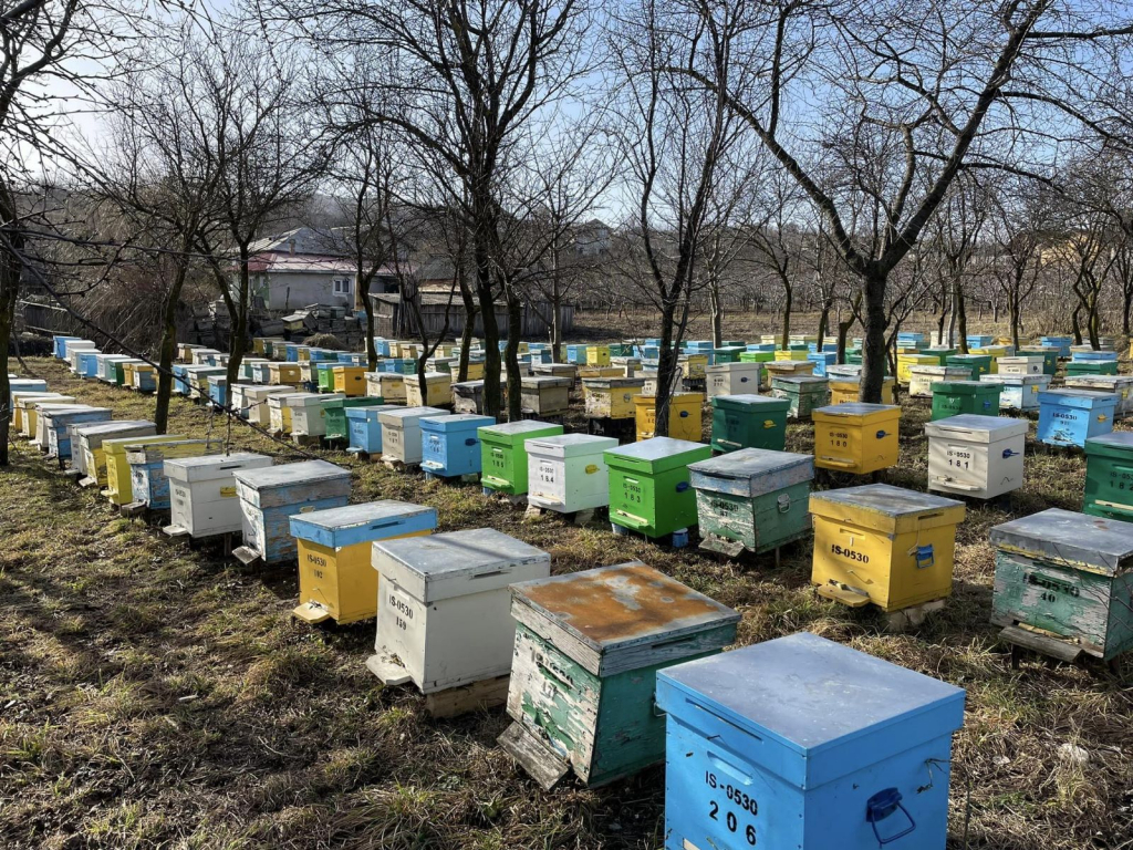 Un ieșean a investit 40.000 de euro în „albina din Carpaţi”