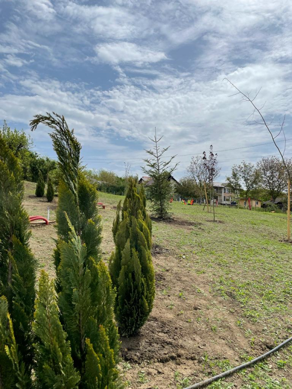 Au apărut primii copaci în zona de agrement CA Rosetti