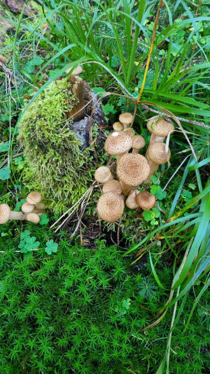 Ciupercarii, vânătorii de arome din Codrii Moldovei