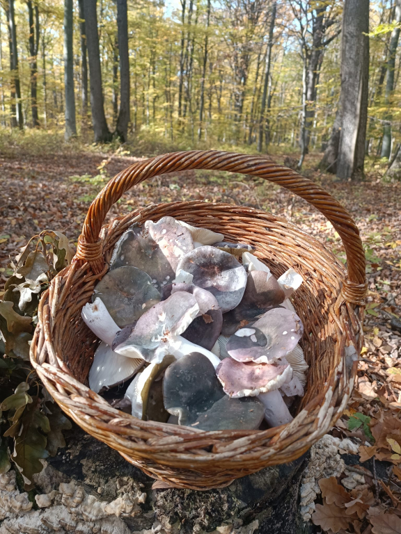 Ciupercarii, vânătorii de arome din Codrii Moldovei