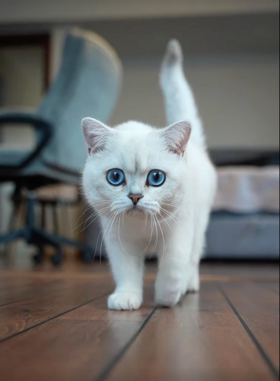 Trei pisici născute în România, în topul elitei mondiale