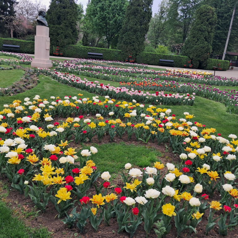 GALERIE FOTO -- Primăvara Lalelelor la Iași. Un spectacol de culori care nu se teme de nori