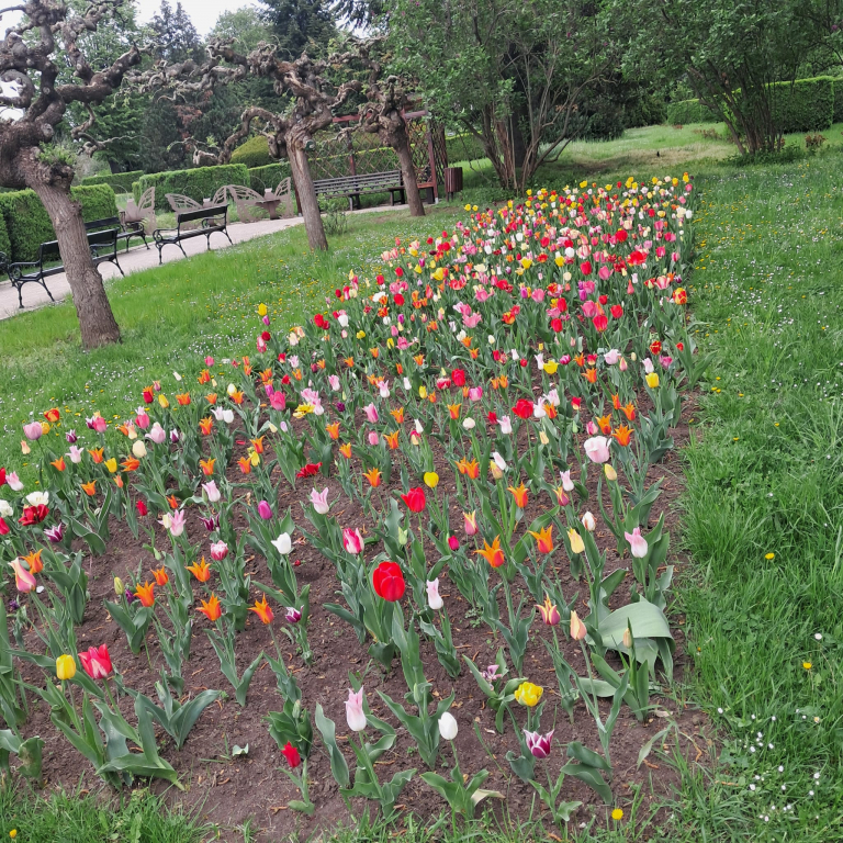 GALERIE FOTO -- Primăvara Lalelelor la Iași. Un spectacol de culori care nu se teme de nori