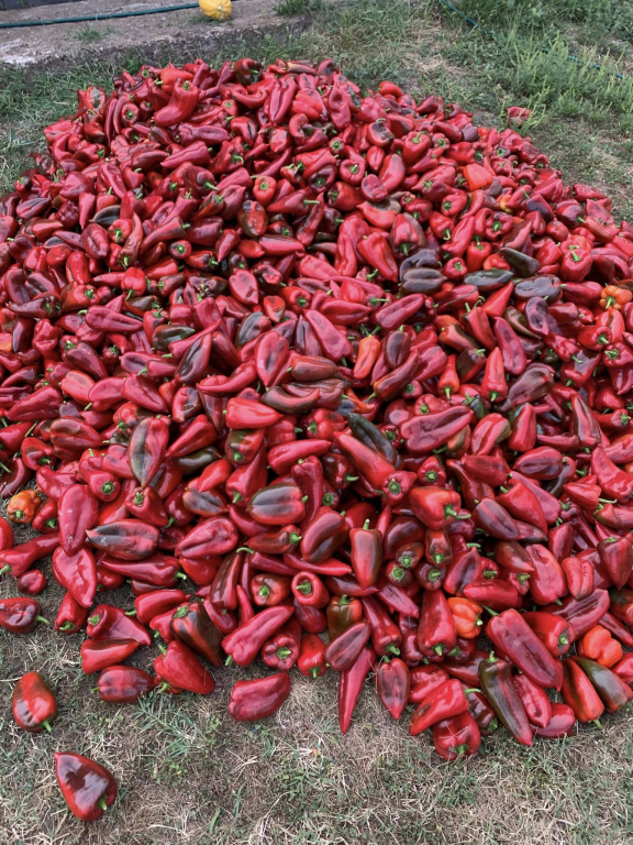 Iașul își schimbă meniul. Legume, carne, miere și conserve direct de la producători, fără supermarketuri și fără piață