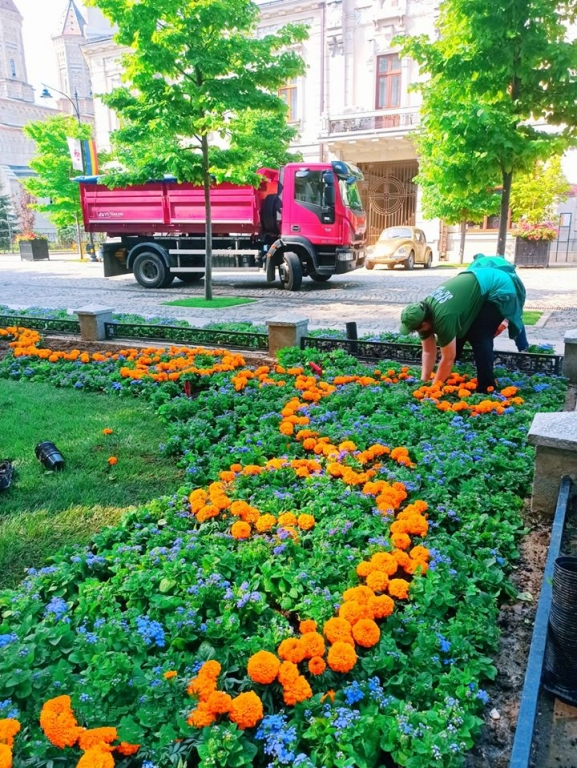 În Iaşi vor fi plantate peste 800.000 de flori