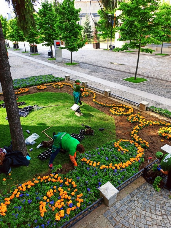În Iaşi vor fi plantate peste 800.000 de flori