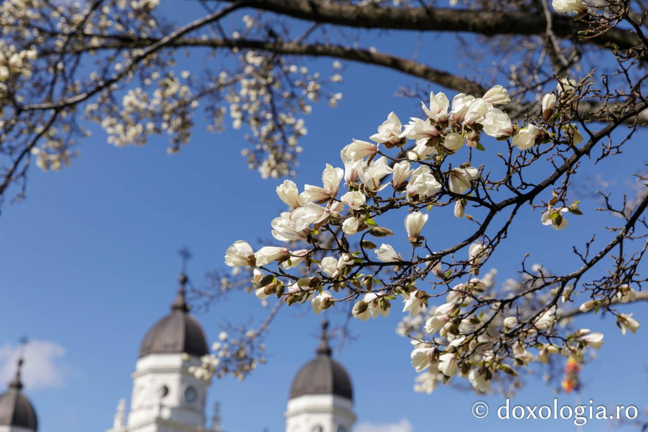 Iașul magnoliilor. Florile care schimbă primăvara