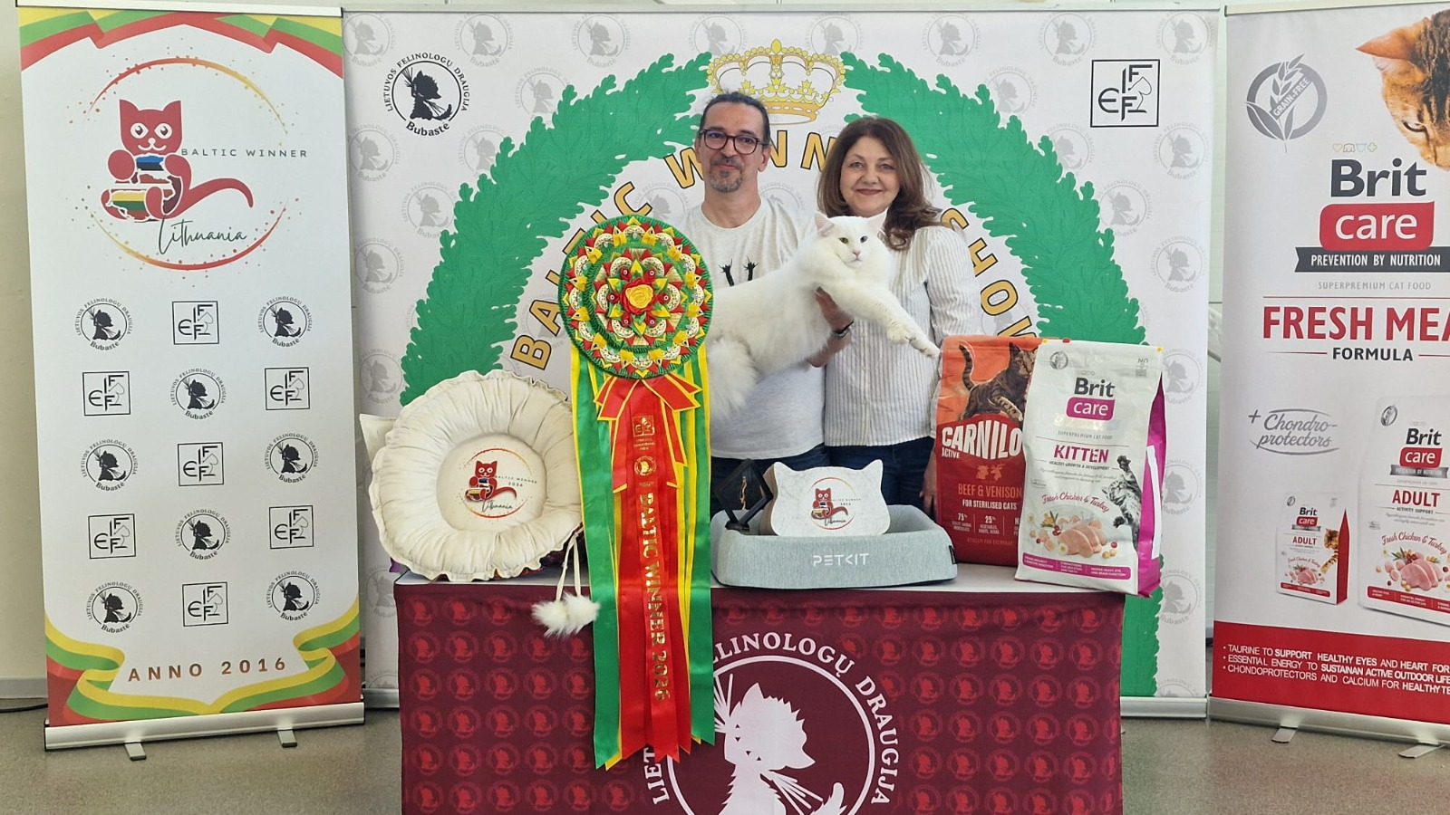 Cele mai premiate pisici ale României ajung la Iași