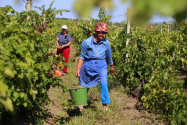  Lipsa zilierilor pune în pericol vinul românilor