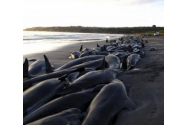 Dezastru biologic în Australia. Sute de balene, eșuate pe coasta Tasmaniei