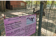  Trei maidanezi au ucis cangurii de la Zoo Timișoara