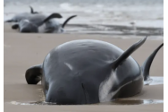  Dezastru în Australia - 380 de balene eșuate în Tasmania au murit