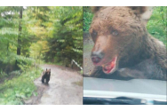  Panică din cauza unui urs rănit, la Cascada Urlătoarea
