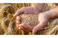  Încasări peste peste 500 de milioane de euro din exportul de cereale