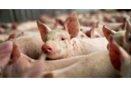  Pesta porcină s-a extins în toată țara. Prețul cărnii de porc, la un pas de explozie
