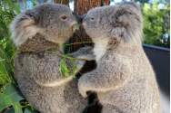 Măsură inedită pentru salvarea populației de koala din Australia: semințe de eucalipt împrăștiate cu drona
