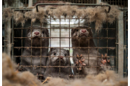  COVID la o fermă de vizoni din Spania. Aproape 93.000 de animale au fost ucise