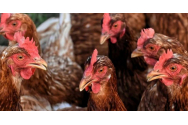   După coronavirus, Germania și Olanda se confruntă și cu focare de gripă aviară