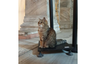 Gli, pisica-mascotă a Catedralei Sfintei Sofia, a murit. Celebritatea i se trage de la un președinte american