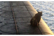 O ursoaică și puiul ei au fost împușcați de marinarii ruși. Animalele au ajuns pe un submarin nuclear