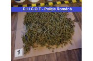 Percheziții DIICOT: 4 persoane propuse pentru arestare, circa 22 kg cannabis confiscate în Neamț