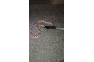 Cum a ajuns un șarpe din America de Nord într-o scară de bloc din Timișoara. Avea peste un metru și jumătate lungime