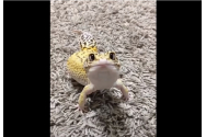 FOTO/VIDEO - De ce să-ți alegi o șopârlă ca și animal de companie