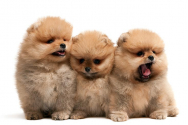 VIDEO/FOTO - Care sunt cele mai mici rase de câini