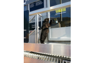 Un pui de urs flămând a vrut să treacă granița dintre SUA și Canada