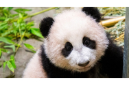 FOTO-VIDEO - Fan Xing, ursulețul panda vedetă la Grădina Zoologică din Ouwehands 