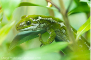 Șopârla gecko Manawa a murit. A devenit vedetă după repatrierea în Noua Zeelandă, gecko fiind traficat în Germania