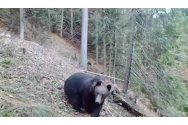 FOTO/VIDEO - Urs în căutare de hrană, surprins de camerele Romsilva în Călimani