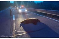 Accident la Sibiu. Un urs a fost rănit de un șofer