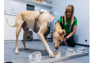 FOTO/VIDEO - Câinele Kossi poate detecta prezența coronavirusului