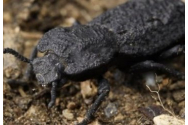 FOTO/VIDEO - Cum arată gândacul care este aproape imposibil de ucis