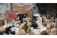  O pensionară din China crește peste 1.300 de câini