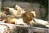 Patru lei de la Zoo Barcelona, bolnavi de Covid-19