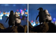 FOTO/VIDEO - Moment emoționant între doi pinguini care se consolează, surprins într-o fotografie