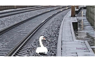 O lebădă care și-a pierdut perechea a blocat circulația a peste 20 de trenuri