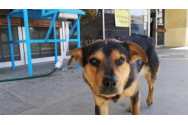FOTO/VIDEO - Prietenie și după moarte. Un câine și-a așteptat o lună în fața spitalului stăpânul ucis de COVID