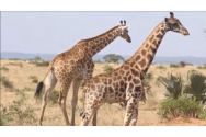 FOTO/VIDEO - Cum arată girafa pitică