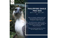 Primul vultur filipinez născut în captivitate.Era pasărea națională a țării