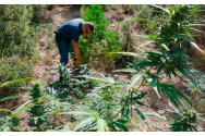 Ieșeanul cu plantație de cannabis pe Dealul Șorogari, condamnat