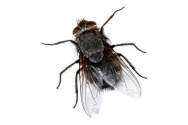 Consumul de insecte, AVIZAT de Autoritatea Europeană pentru Siguranța Alimentară