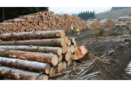 Activiști de mediu, hărțuiți în trafic de hoții de lemne