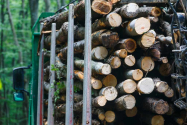 Trei firme din Suceava, în topul companiilor amendate pentru afaceri cu lemn