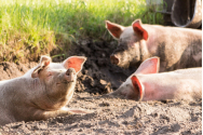 Muncitor român mâncat de porci în Olanda