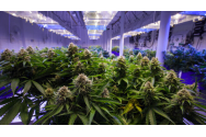 Plantație de cannabis, descoperită într-un hotel din Bulgaria