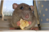Descoperire REVOLUȚIONARĂ - Oamenii de știință au făcut să meargă din nou șoareci paralizați